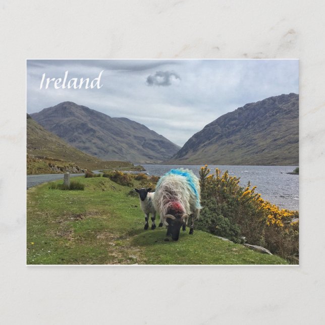 Irish Sheep, County Mayo, Irlanda Cartão postal (Frente)