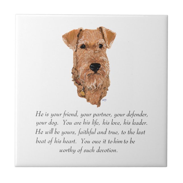 Irish Terrier Lembrança - Macho (Frente)