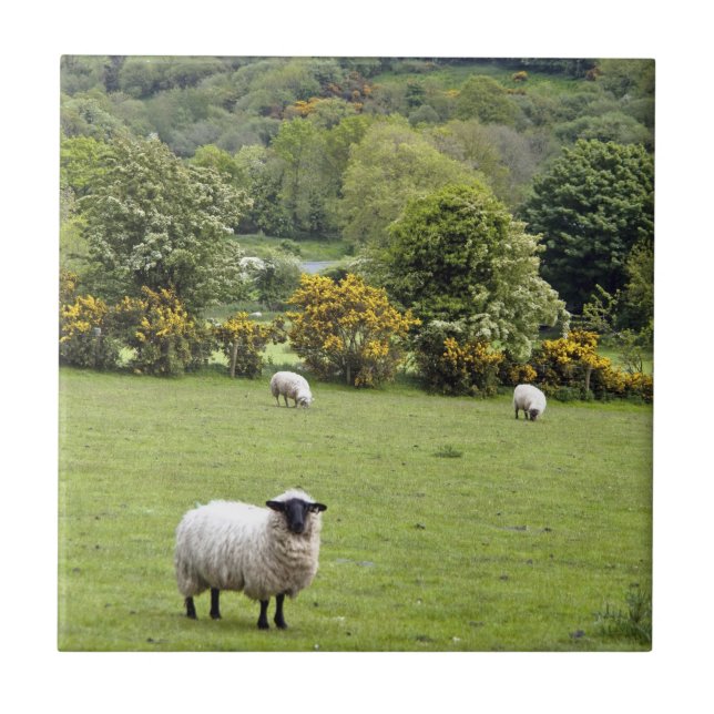 Irlanda Ocidental, Península de Dingle (Frente)