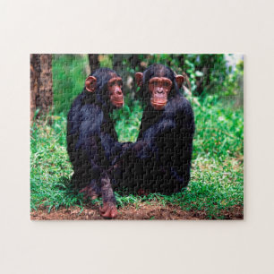 Irmãos Chimpanzés Bonitos, Quebra-cabeça de Jig