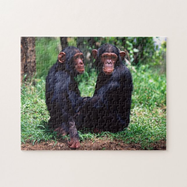 Irmãos Chimpanzés Cachorros, Quebra-cabeça (Horizontal)