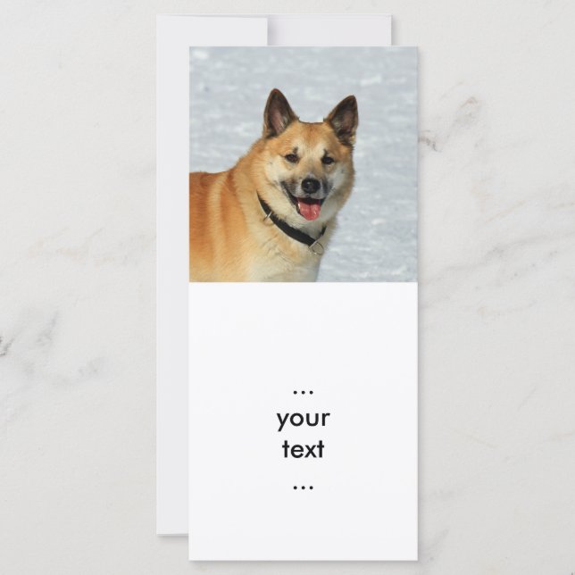 IslandêsSheepdog20150904 (Frente)