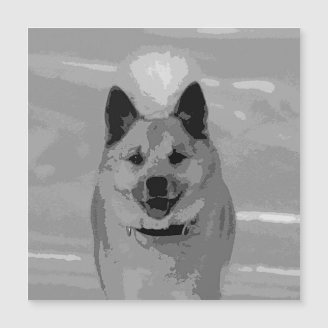 IslandêsSheepdog20151203 (Frente)