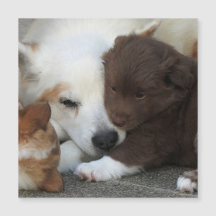 IslandêsSheepdog_20171203_by_JAMFoto