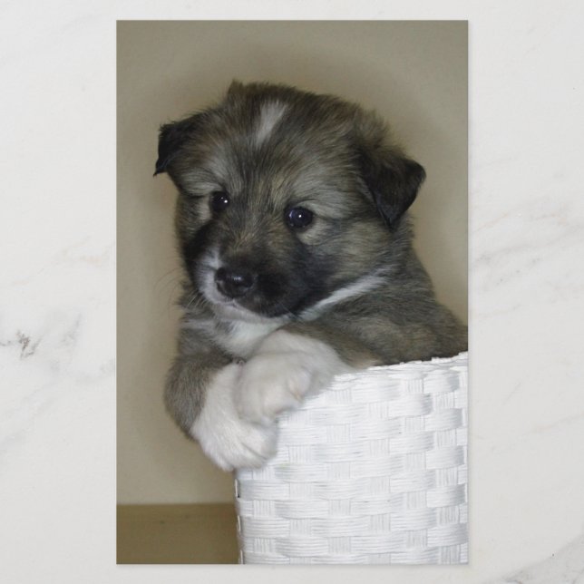 Islandhunpe (Frente)