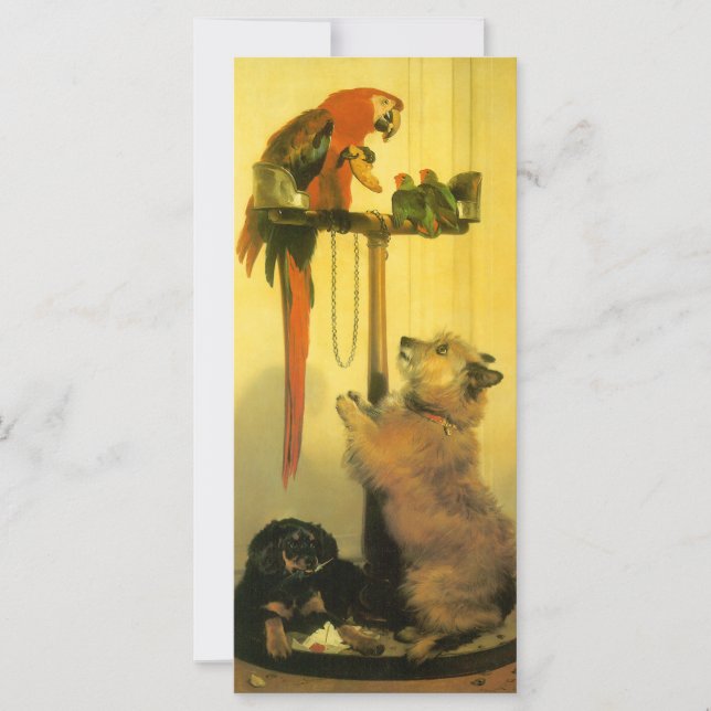 Islay, Tilco, Macaw and Love Birds de Landseer (Frente)