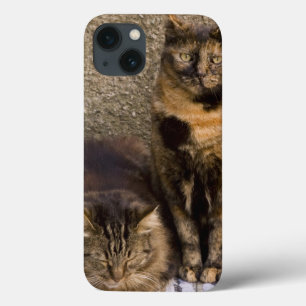 Italia, Cinque Terre, Vernazza. Três gatos ao lad