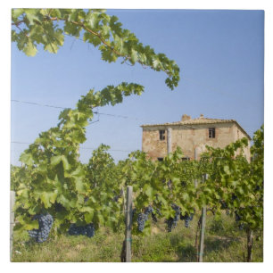 Itália, Toscana, Montepulciano. Uvas prontas