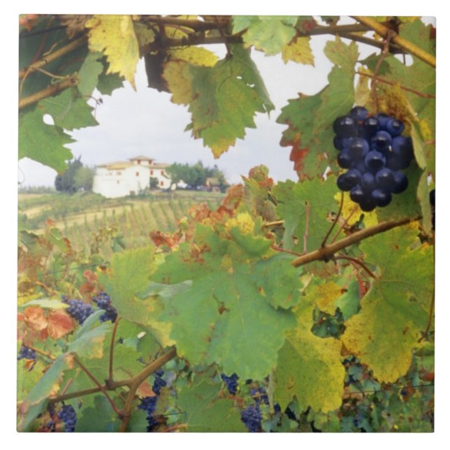 Itália, Toscânia Farmhouse foi vista através de (Frente)