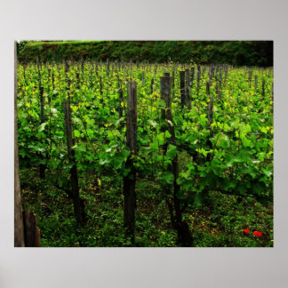 ITALIANO VINEYARD POSTER