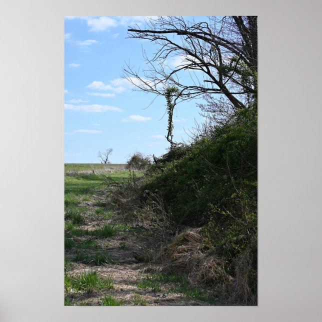 Ivy Hanging for Branches Poster (Frente)
