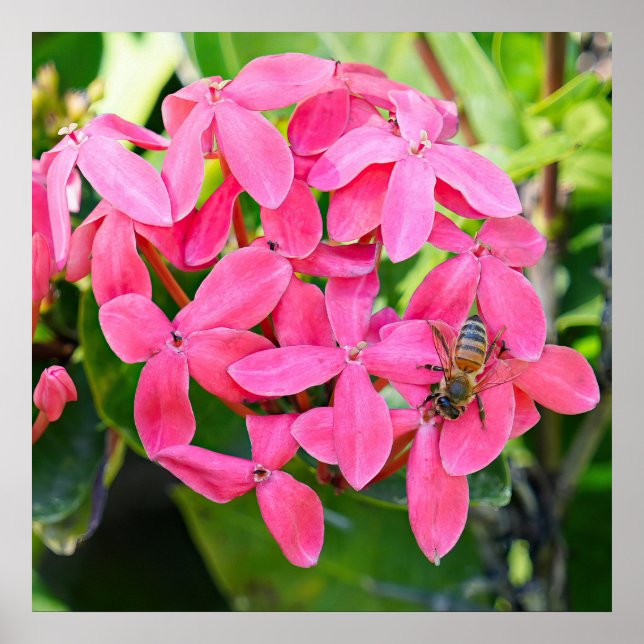 Ixora Plant Poster (Frente)