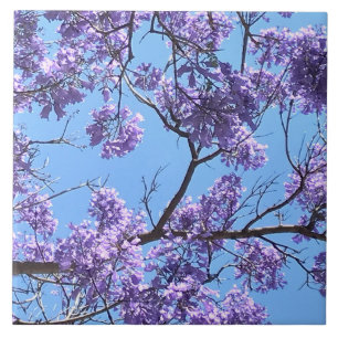 Jacaranda Blossoms