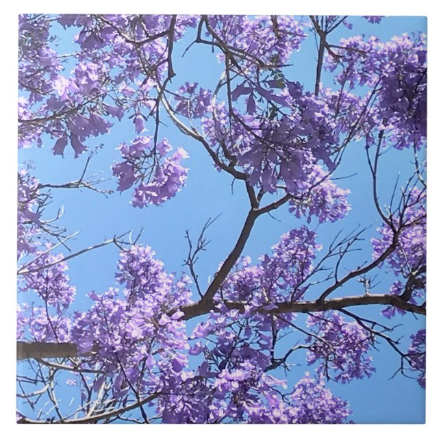 Jacaranda Blossoms (Frente)