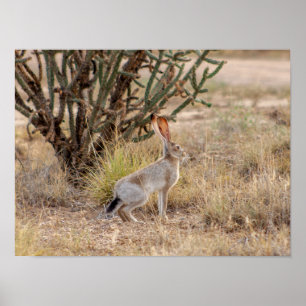 Jack Rabbit Cactus Papais noeis Fe Novo Poster do