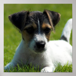 Jack Russell Puppy Poster