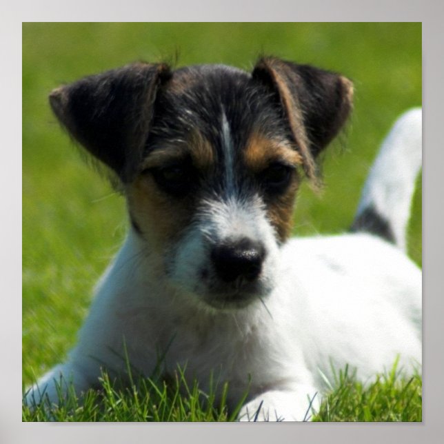 Jack Russell Puppy Poster (Frente)