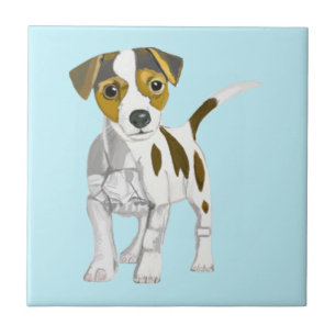 Jack Russell Terrier
