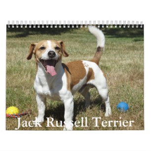 Jack Russell Terrier Calendário