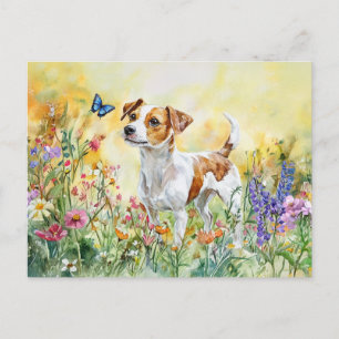 Jack Russell Terrier - Cartão postal