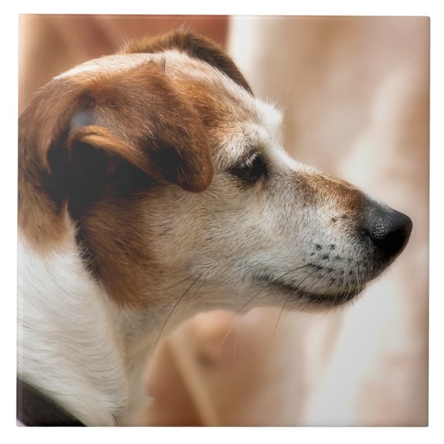 JACK RUSSELL TERRIER DOG (Frente)