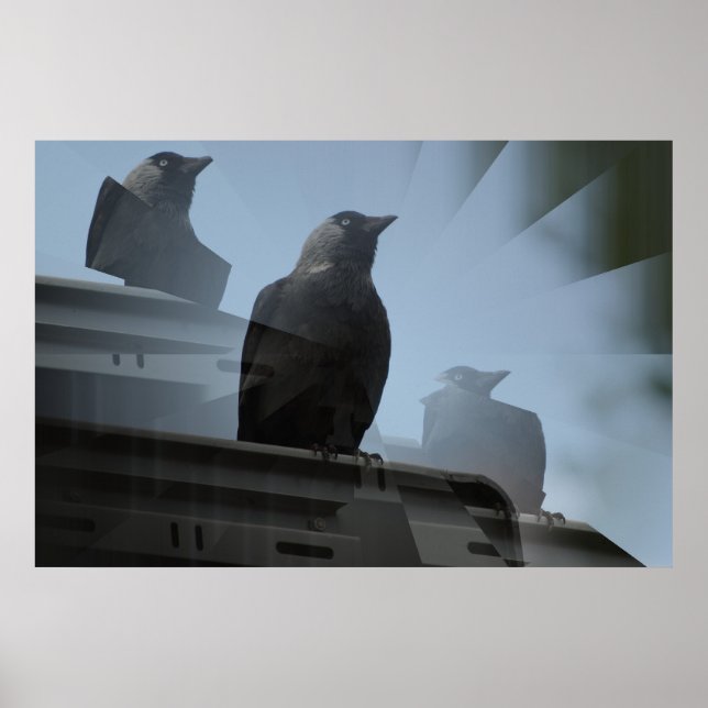 Jackdaw Poster (Frente)