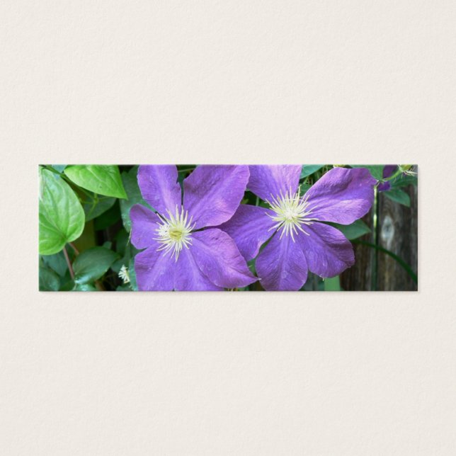 Jackmanii Clematis (Frente)