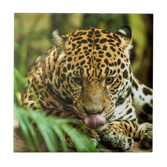 Jaguar (Frente)