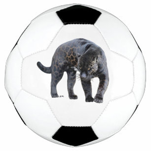 Jaguar Diablo bola branca de futebol