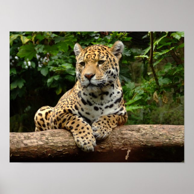 Jaguar on a log Poster (Frente)