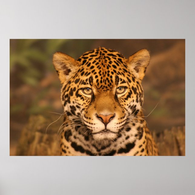 Jaguar Poster (Frente)