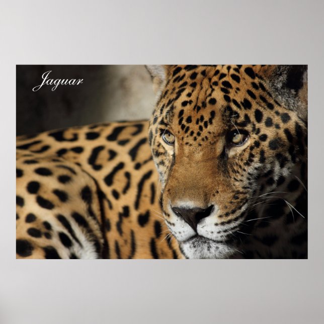 Jaguar Poster (Frente)