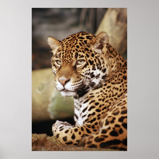 Jaguar Poster (Frente)