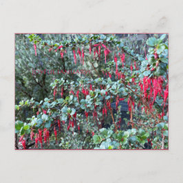 JANEIRO ADORÁVEL! CARTÃO POSTAL