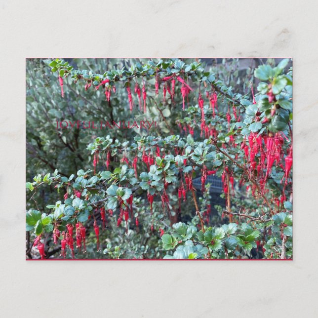 JANEIRO ADORÁVEL! CARTÃO POSTAL (Frente)