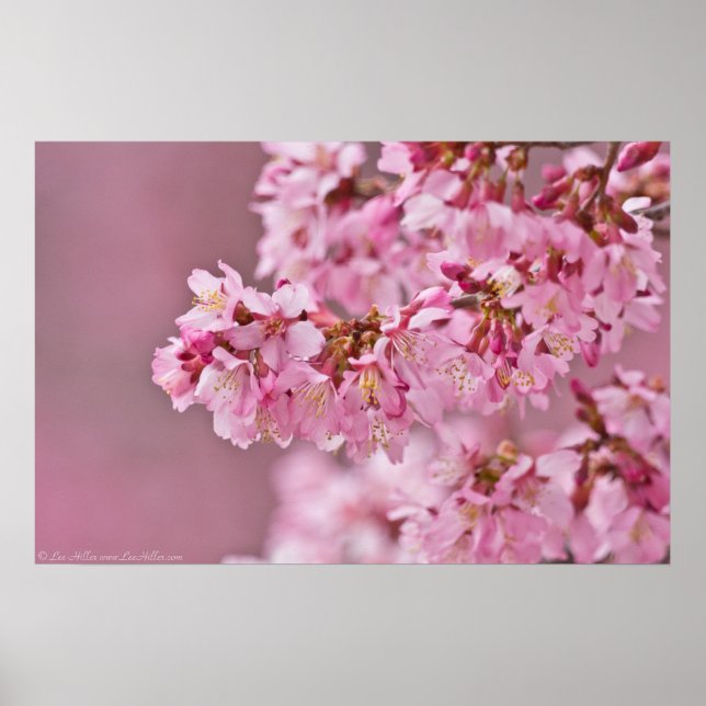 Japanese Cherry Blossoms Out On A Limb Poster (Frente)