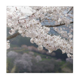 Japão Kumamoto Flor de Cerejeira
