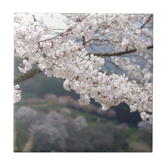 Japão Kumamoto Flor de Cerejeira (Frente)