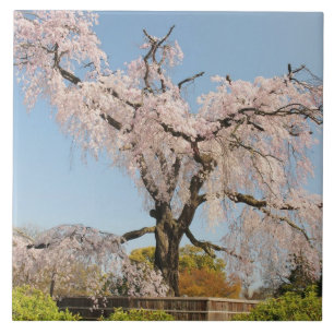 Japão, Quioto. Cerejeira chorona sob céu azul