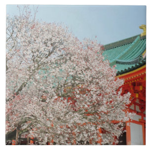 Japão, Quioto. Flor de cerejeira do Xintoísmo