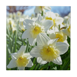 Jardim amarelo e branco bonito dos daffodils
