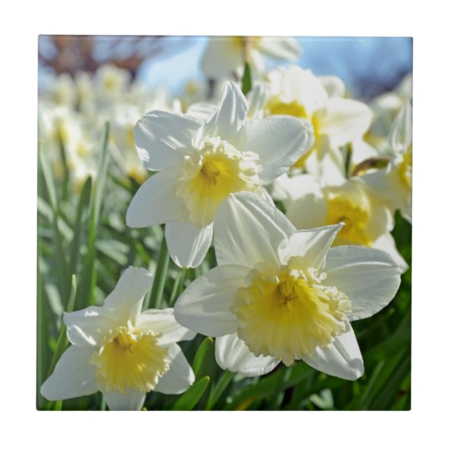 Jardim amarelo e branco bonito dos daffodils (Frente)