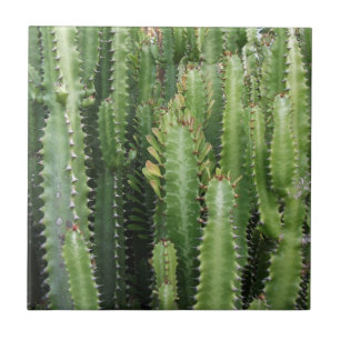 Jardim Cactus