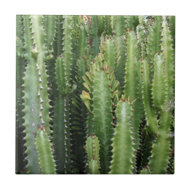 Jardim Cactus (Frente)