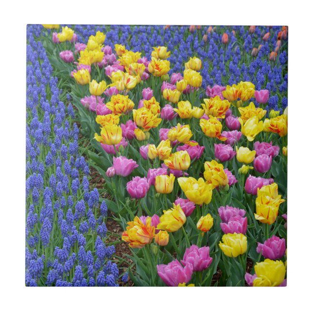Jardim das flores das tulipas e campainhas (Frente)