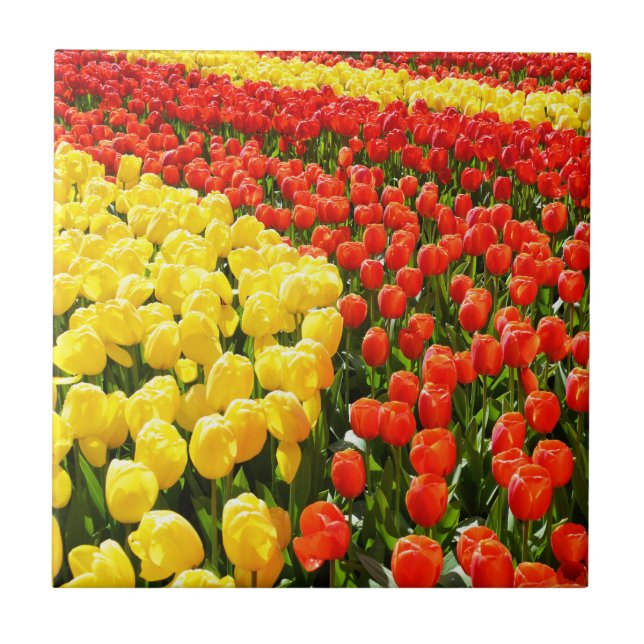 Jardim das Tulipas (Frente)