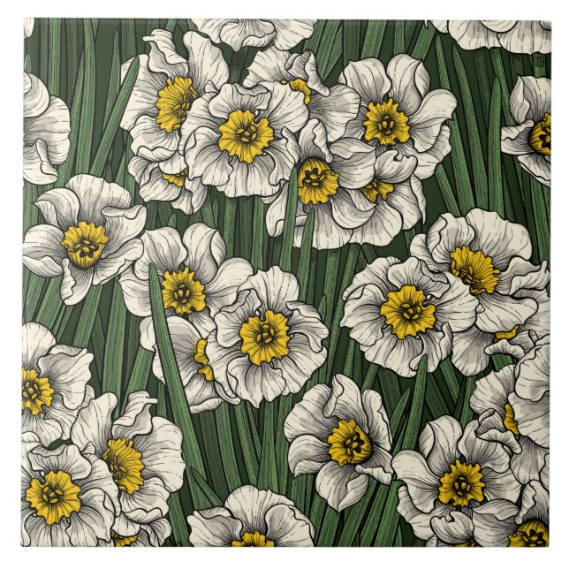 Jardim de Daffodil (Frente)