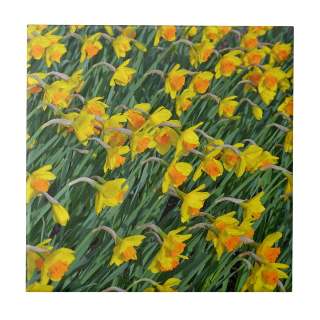 Jardim de daffodils primavera amarelo-claro (Frente)