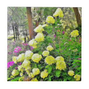 Jardim de Hydrangea do Chartreuse Green Limelight