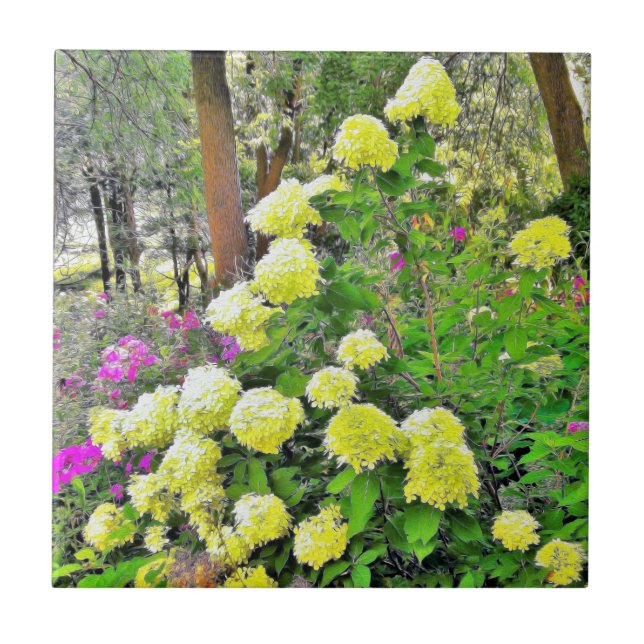 Jardim de Hydrangea do Chartreuse Green Limelight (Frente)